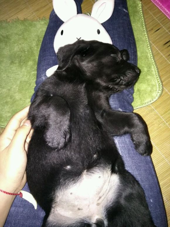 拉布拉多是个小恶魔活力四射,幼年拉布拉多智商相当于人类几岁