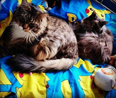 世界上最大的十种猫排名,打破吉尼斯纪录的猫