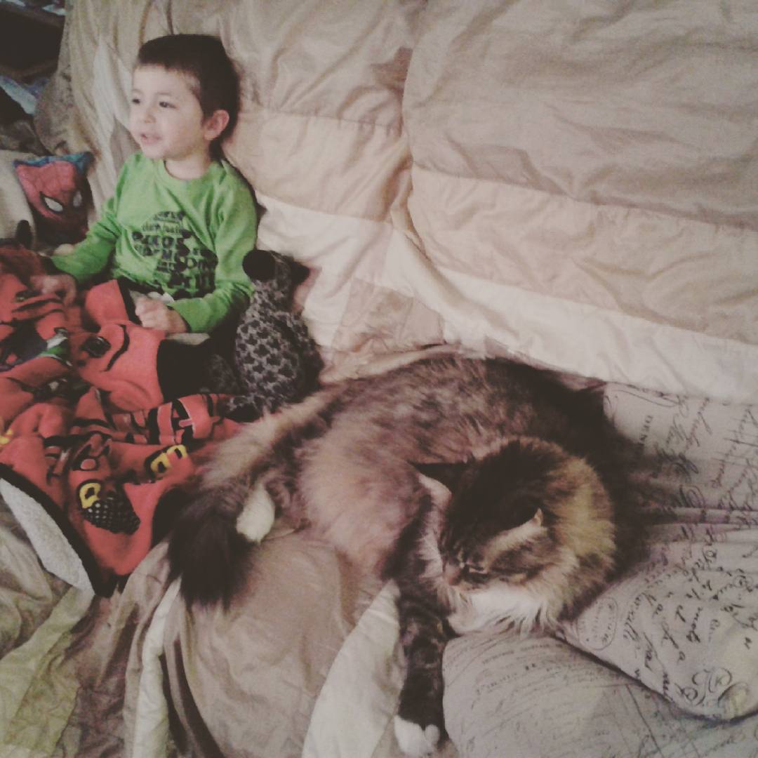 世界上最大的十种猫排名,打破吉尼斯纪录的猫