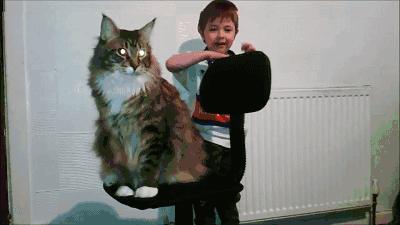 世界上最大的十种猫排名,打破吉尼斯纪录的猫