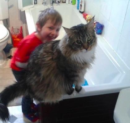 世界上最大的十种猫排名,打破吉尼斯纪录的猫