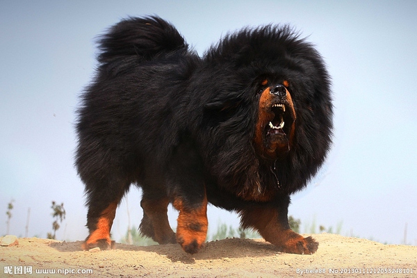 狗狗酷,酷狗狗视频