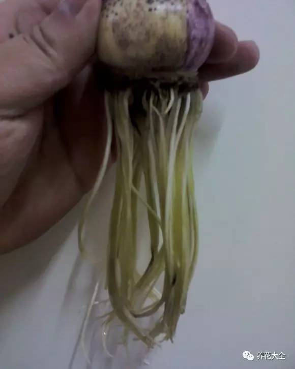 风信子的球茎烂了还能补救吗,风信子球上的新芽怎么处理