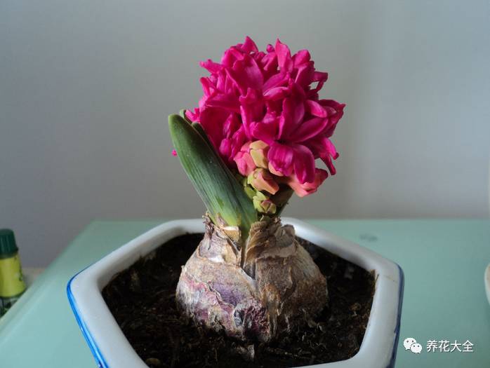 风信子的球茎烂了还能补救吗,风信子球上的新芽怎么处理