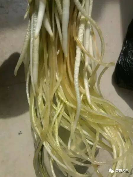 风信子的球茎烂了还能补救吗,风信子球上的新芽怎么处理