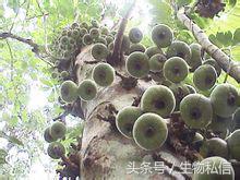 望天树的珍稀之处,望天树寓意