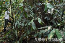 望天树的珍稀之处,望天树寓意