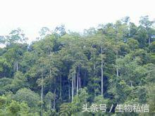 望天树的珍稀之处,望天树寓意