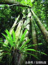 望天树的珍稀之处,望天树寓意