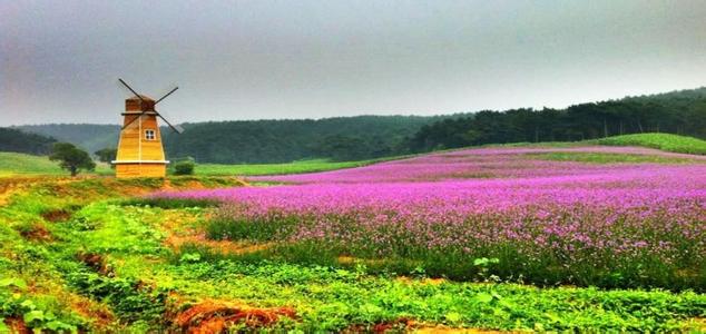 北京的薰衣草庄园门票,北京薰衣草庄园门头沟