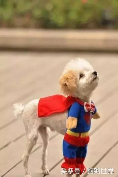 怎么样挑选一只健康的狗狗,如何挑选一只健康的狗狗