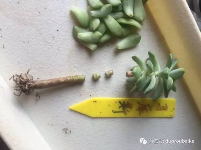 养肉肉的感悟,养多肉谨记好3招专治多肉难上色