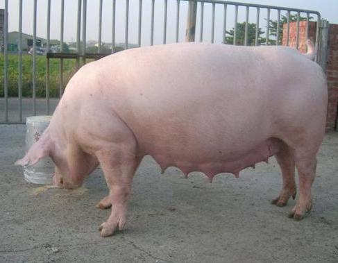 养猪这几年怎么样,养猪有哪些病症怎么治