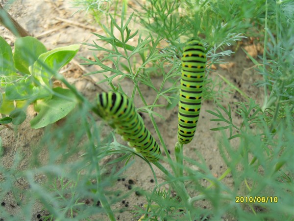 如何正确养捡来的蝴蝶,会飞的蝴蝶怎么在家养