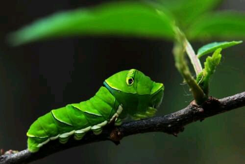 如何正确养捡来的蝴蝶,会飞的蝴蝶怎么在家养