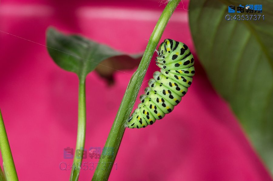 如何正确养捡来的蝴蝶,会飞的蝴蝶怎么在家养