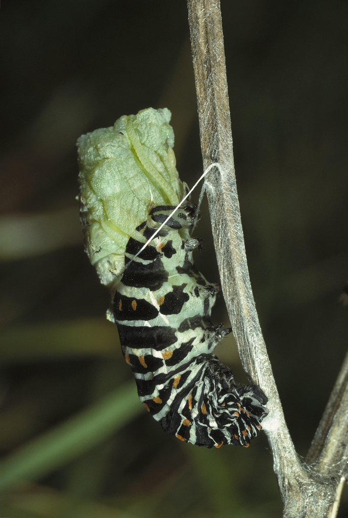 如何正确养捡来的蝴蝶,会飞的蝴蝶怎么在家养