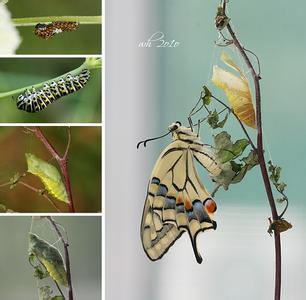 如何正确养捡来的蝴蝶,会飞的蝴蝶怎么在家养