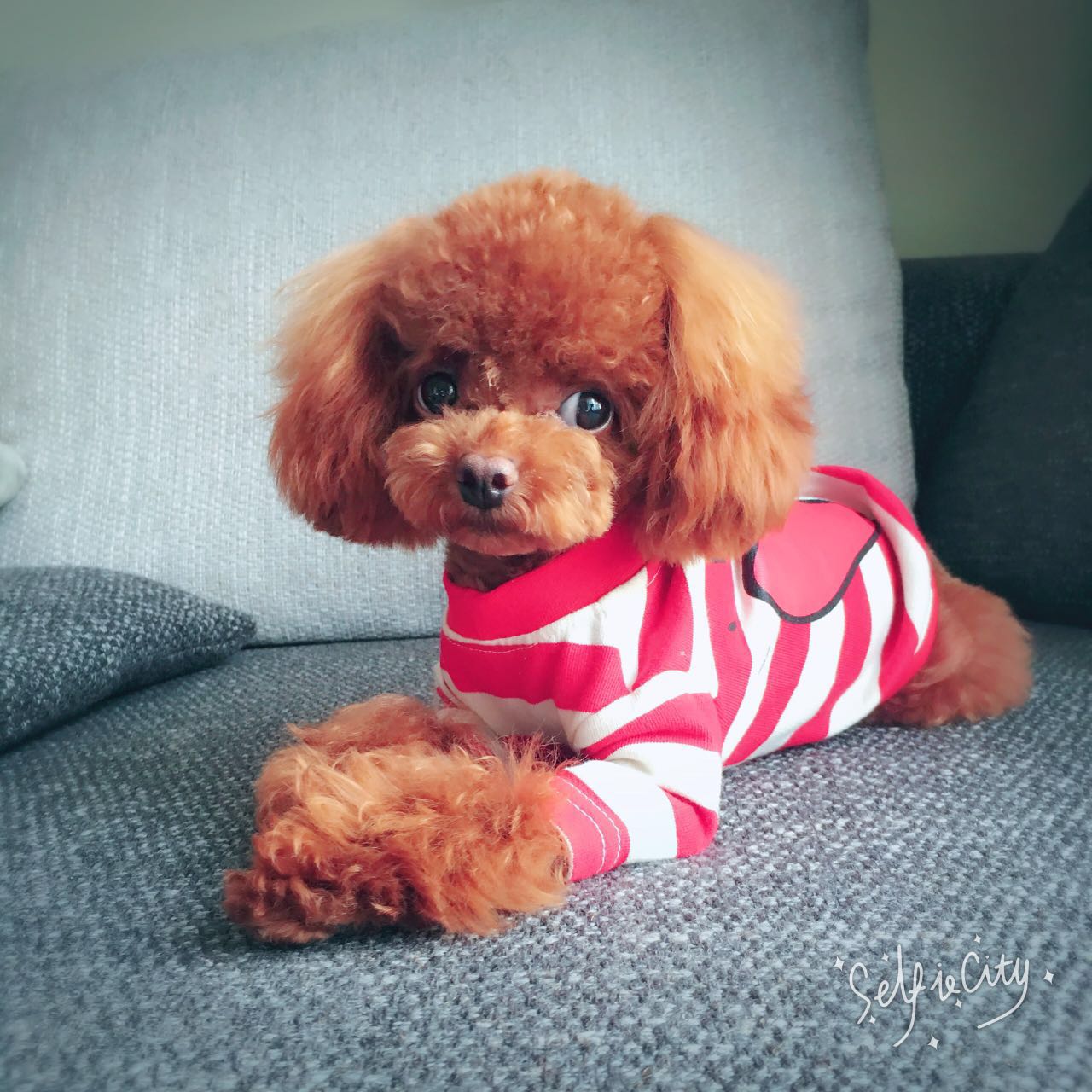 泰迪狗狗眼睛怎么护理,泰迪狗眼睛怎么护理比较好