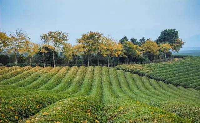 九峰万亩茶园,九峰森林动物园好不好玩