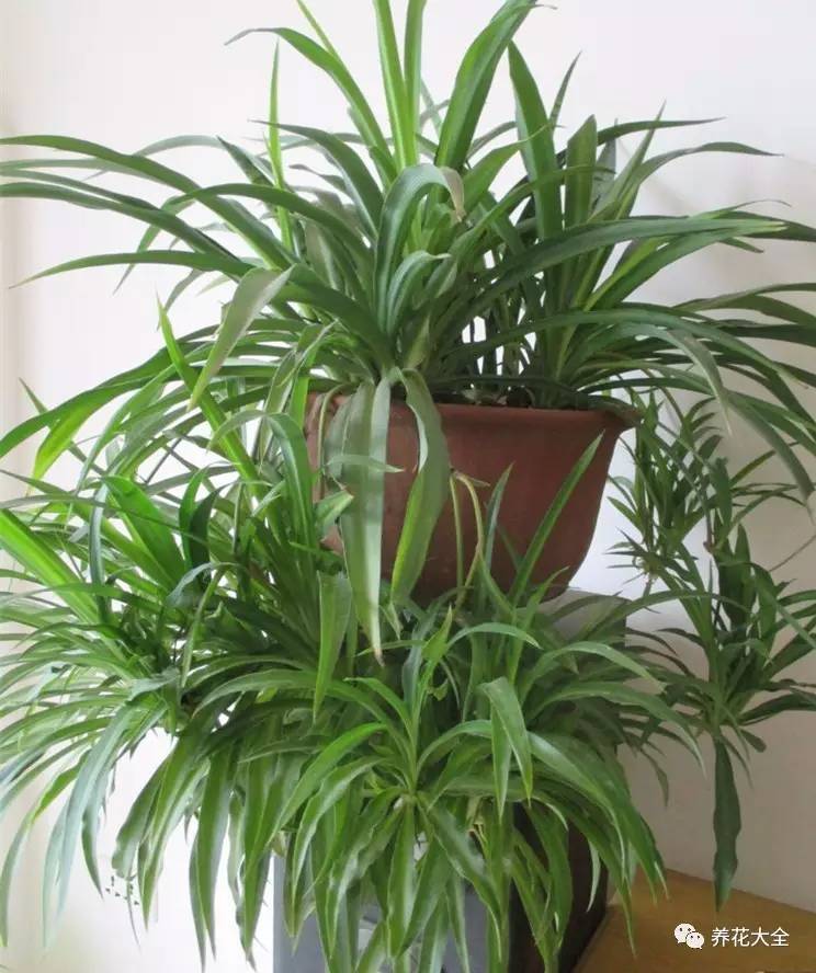 吊兰的种类有哪些哪种适合室内养 (10种公认最好养的花吊兰)