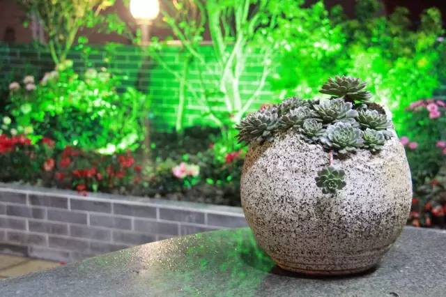 澶氳倝妞嶇墿椁愬惂,妤奸《澶氳倝鑺卞洯椁愬巺