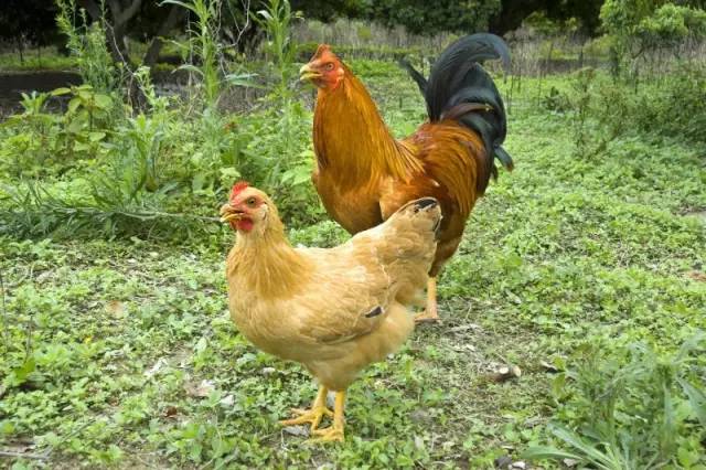 澶氳倝妞嶇墿椁愬惂,妤奸《澶氳倝鑺卞洯椁愬巺