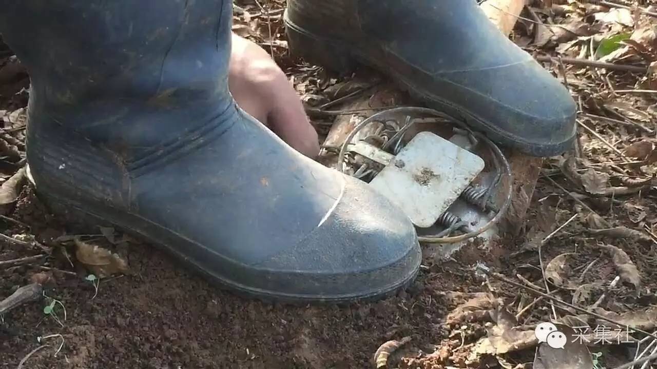 如何在野外布置老虎夹，想要捕到腊物，里面的学问多着呢