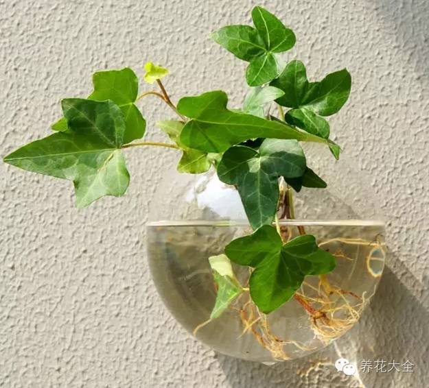 在家怎样水培种植物,50种水生植物最好养的水培花