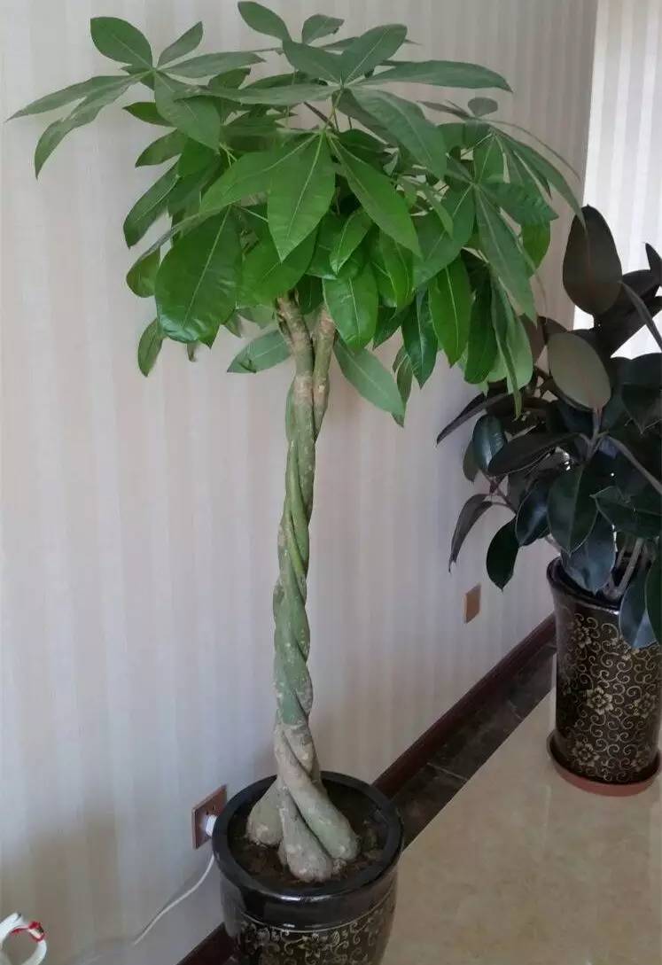 发财树一夜被冻死了还能救活吗,盆栽发财树浇水后叶子发黄怎么办