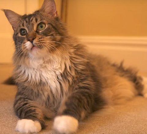 世界上最大的十种猫排名,打破吉尼斯纪录的猫