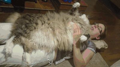 世界上最大的十种猫排名,打破吉尼斯纪录的猫