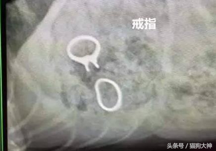 你莫名其妙找不到的东西，可能都在你家狗狗肚子里