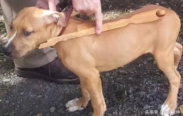 你莫名其妙找不到的东西，可能都在你家狗狗肚子里