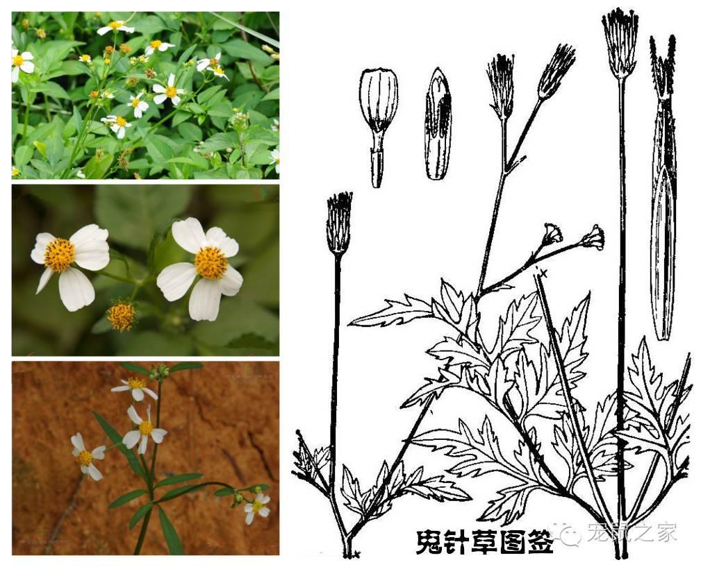 缇庨澶╀笅鍏荤敓澶у笀,缇庨澶╀笅棣欑尓