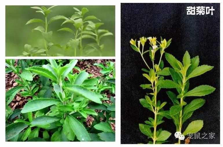 缇庨澶╀笅鍏荤敓澶у笀,缇庨澶╀笅棣欑尓