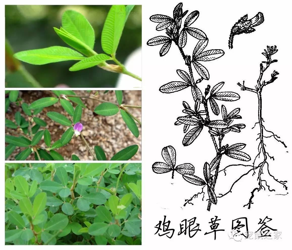 缇庨澶╀笅鍏荤敓澶у笀,缇庨澶╀笅棣欑尓