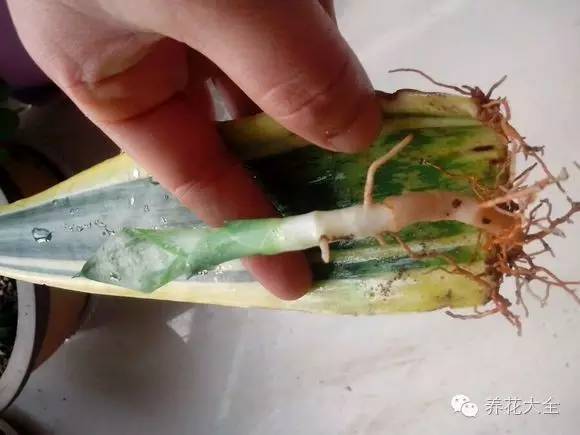 快死的花埋沙里能救活吗,快死的花