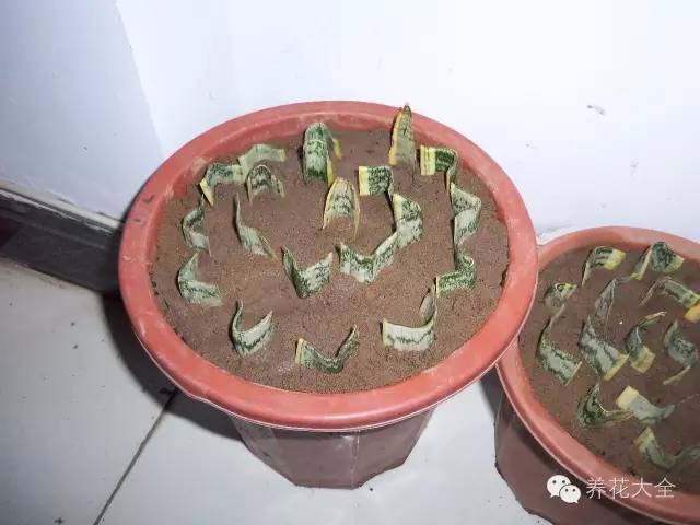 快死的花埋沙里能救活吗,快死的花