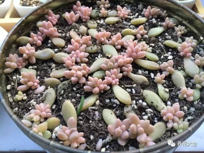 快死的花埋沙里能救活吗,快死的花