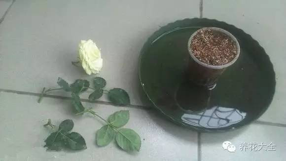 快死的花埋沙里能救活吗,快死的花