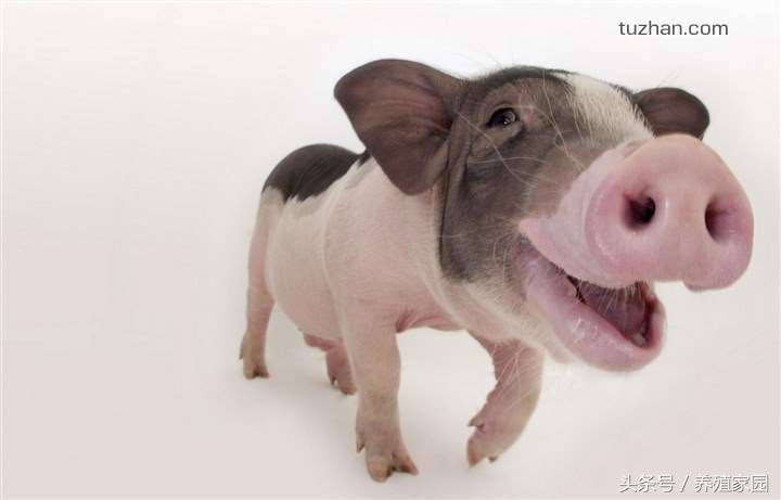 母猪常见的8个问题,解决母猪生理性不孕