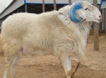 给羊人工授精技术方法:牛羊饲料专家指点