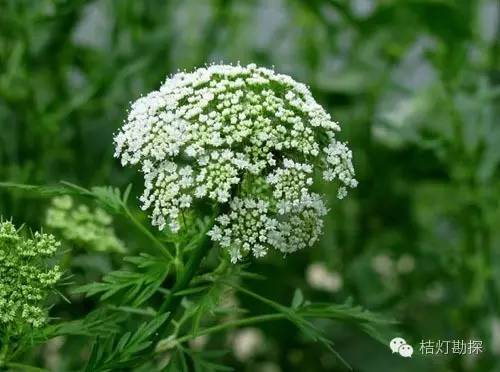 在野外什么千万别碰,这些植物千万不要乱碰