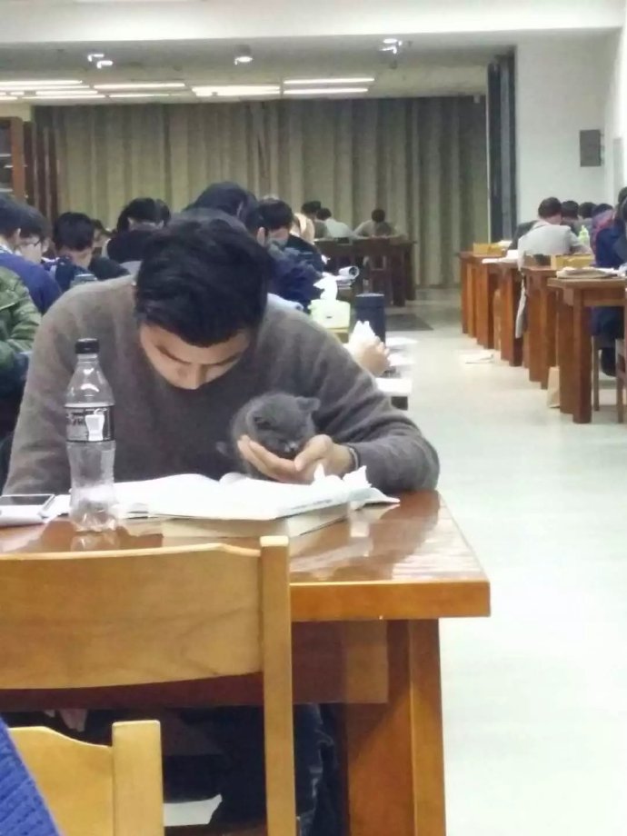 狗狗吃火锅,宠主给挑食柴犬吃零食