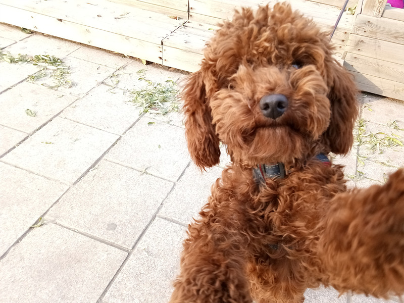 华为千元机推荐618,华为畅享6好吗