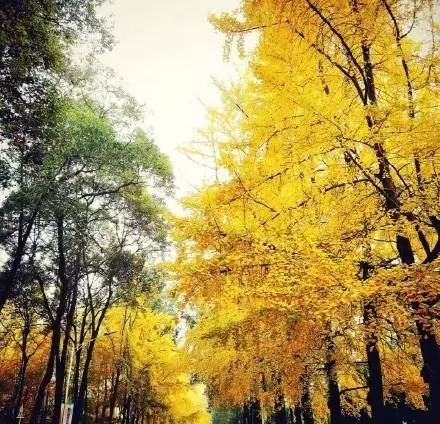 成都最后的银杏,成都附近最值得看的银杏