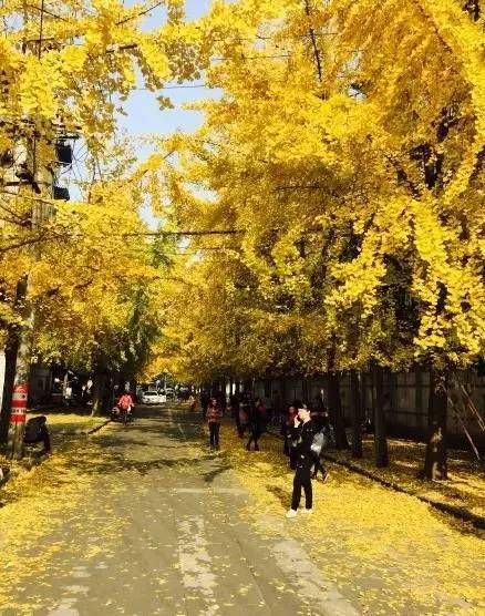 成都最后的银杏,成都附近最值得看的银杏