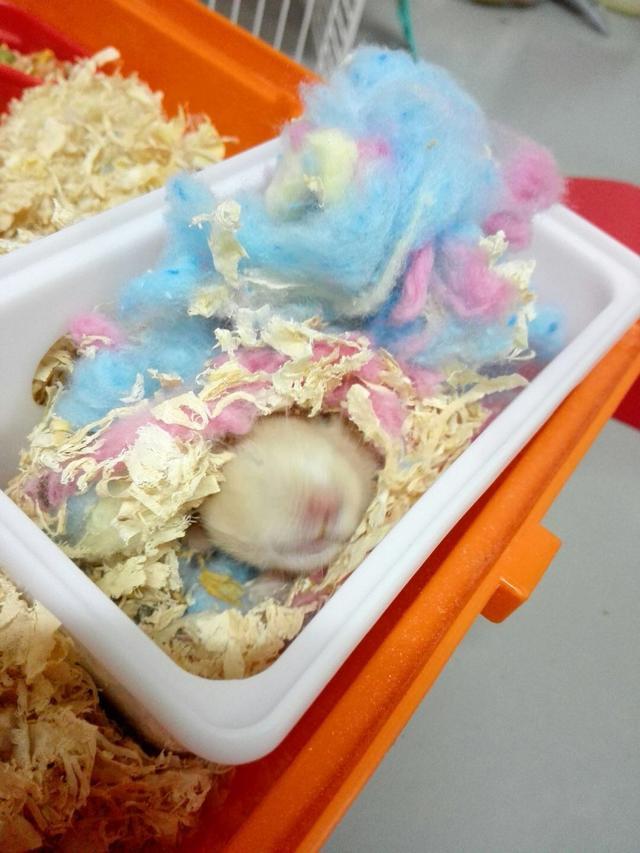 买了一只仓鼠养了2周后发现不对,养的仓鼠突然少了一只