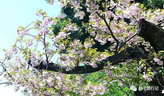 樱花旅行记全集视频,樱花季日本14天旅游攻略